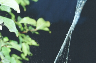 Vide’s metallic shoegaze resonates on new EP ‘Decorated in Spiderweb’